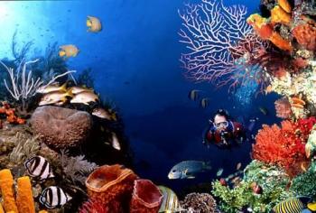 Дайвинг на Мальдивах